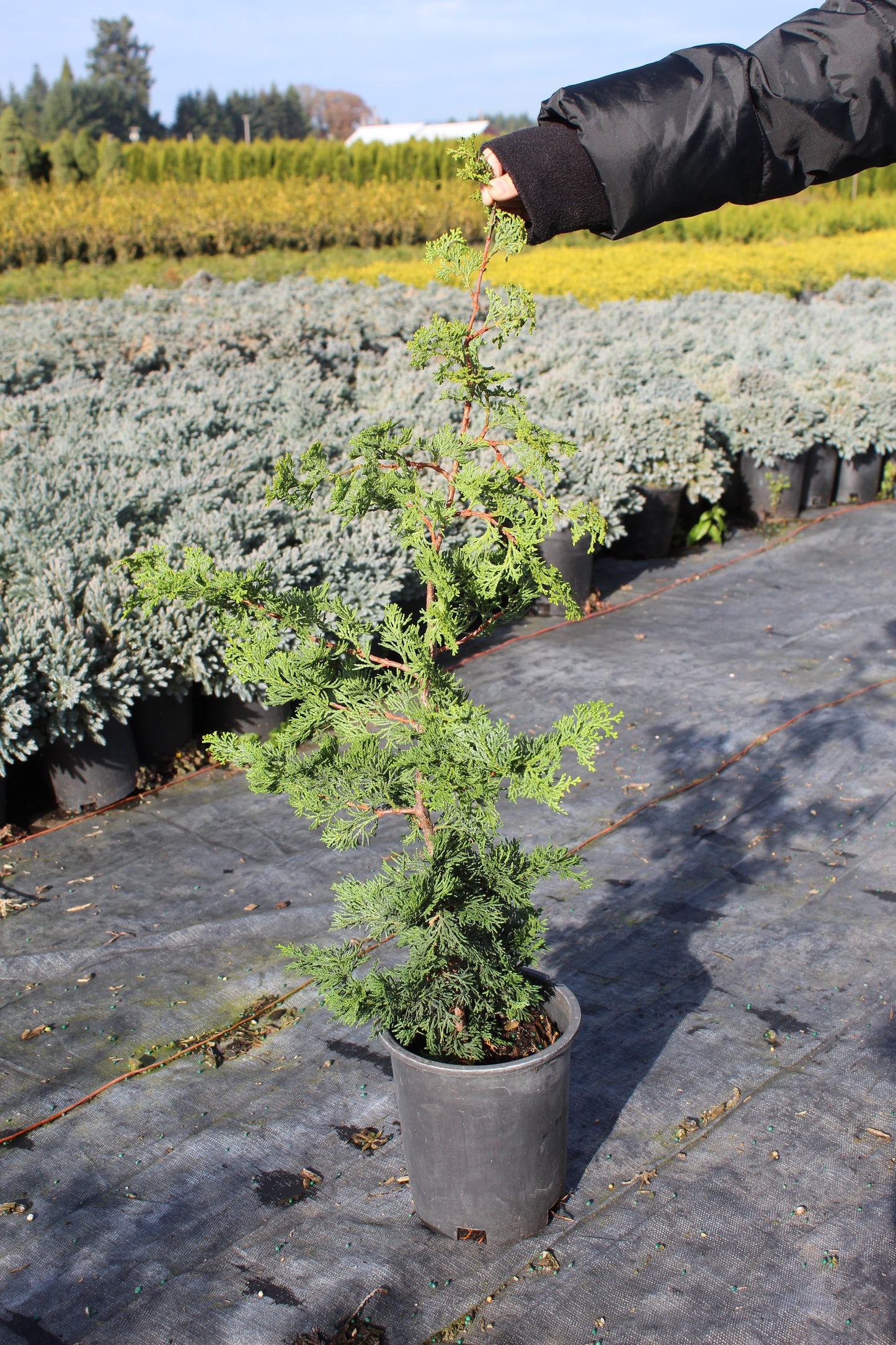 Chamaecyparis obtusa ‘Gracilis’