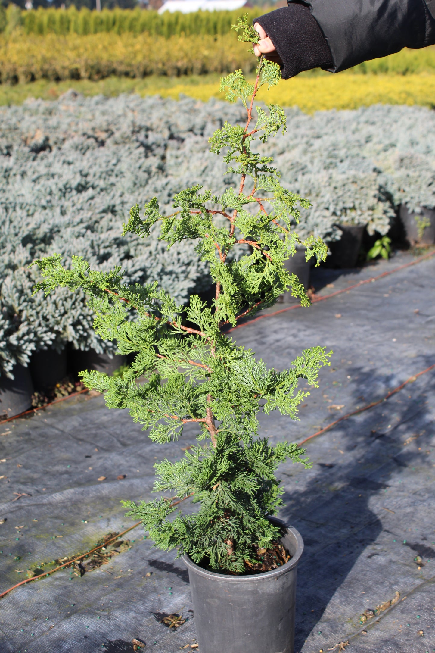 Chamaecyparis obtusa ‘Gracilis’