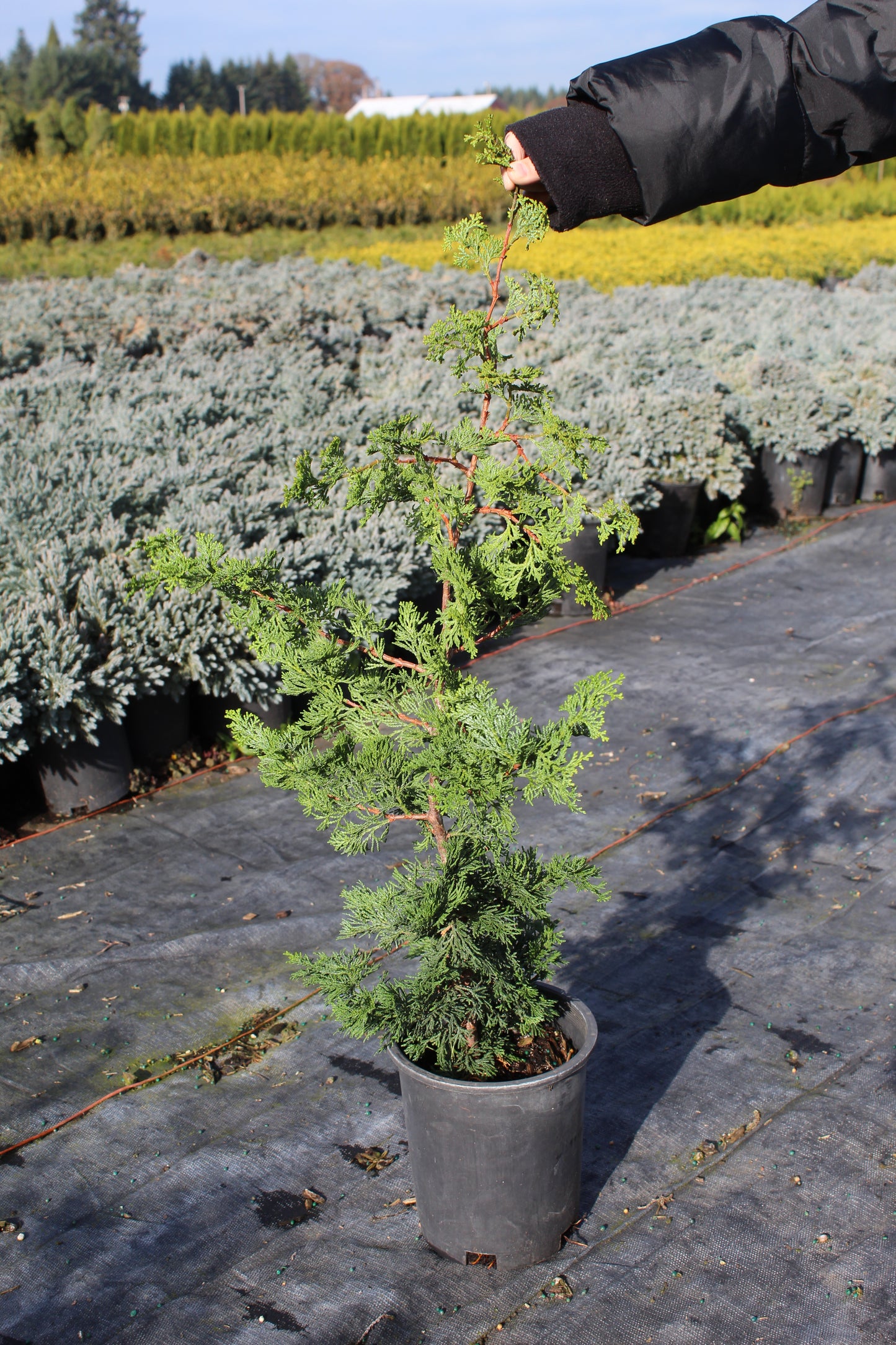 Chamaecyparis obtusa ‘Gracilis’