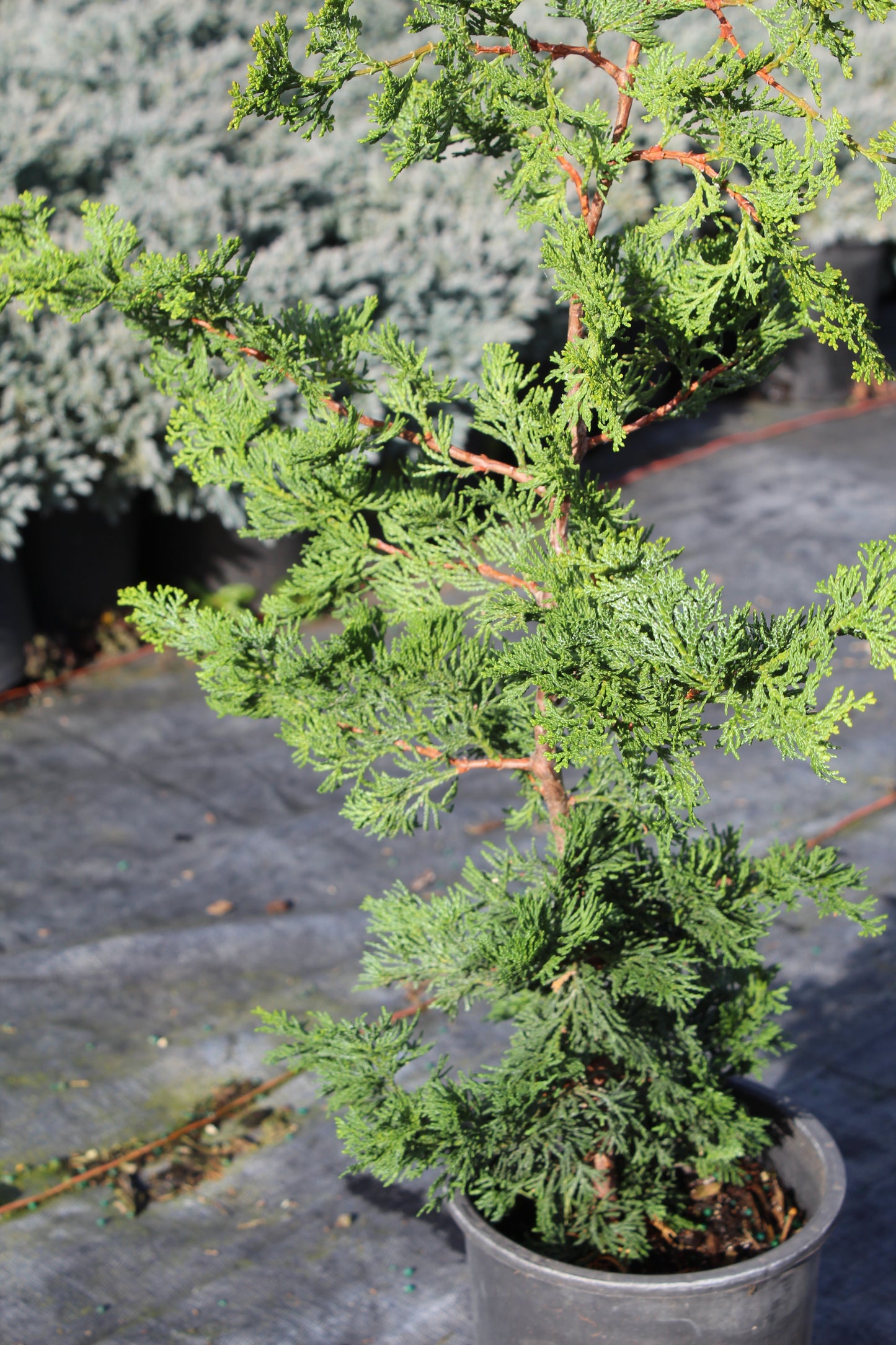 Chamaecyparis obtusa ‘Gracilis’