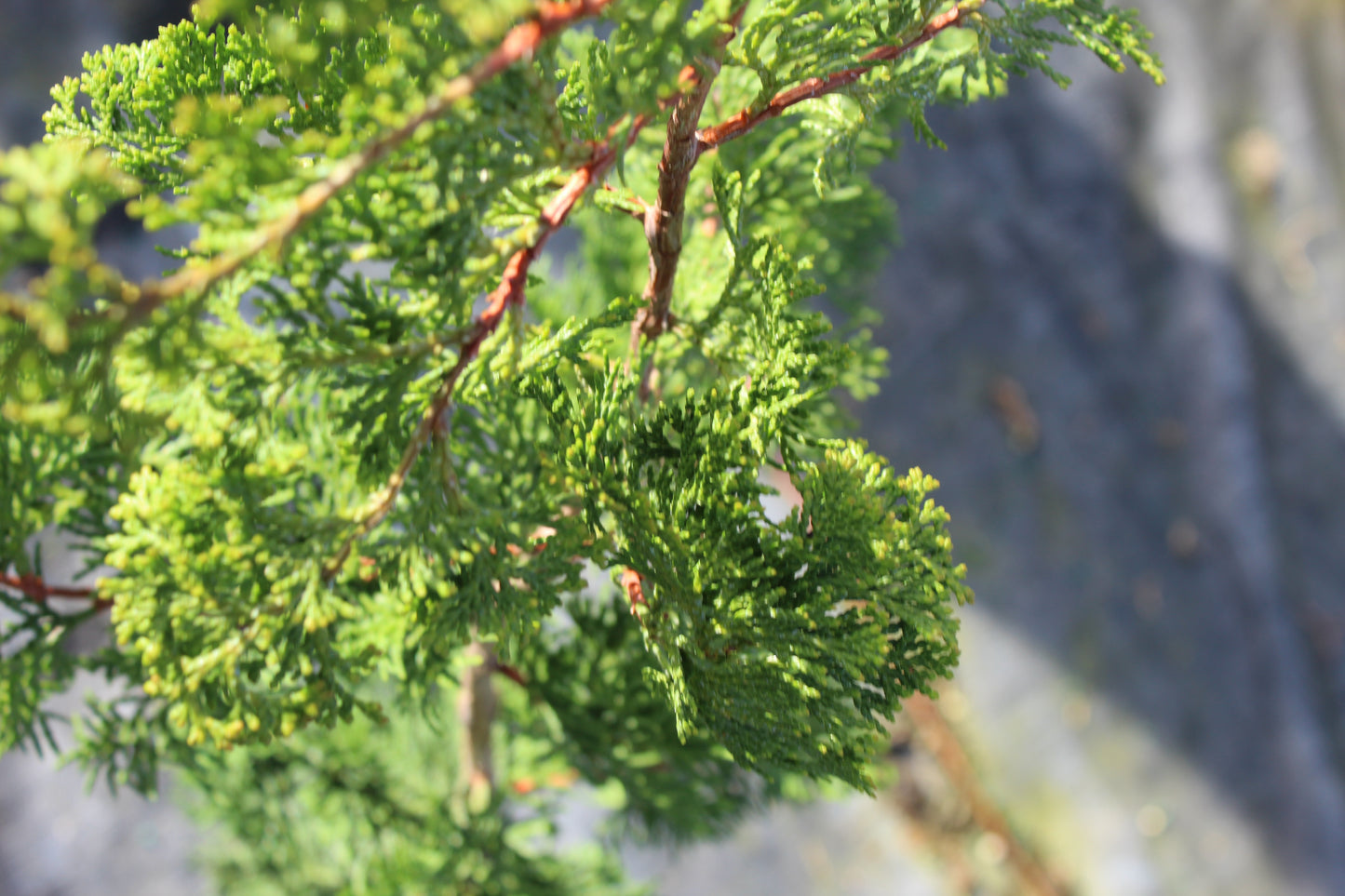 Chamaecyparis obtusa ‘Gracilis’