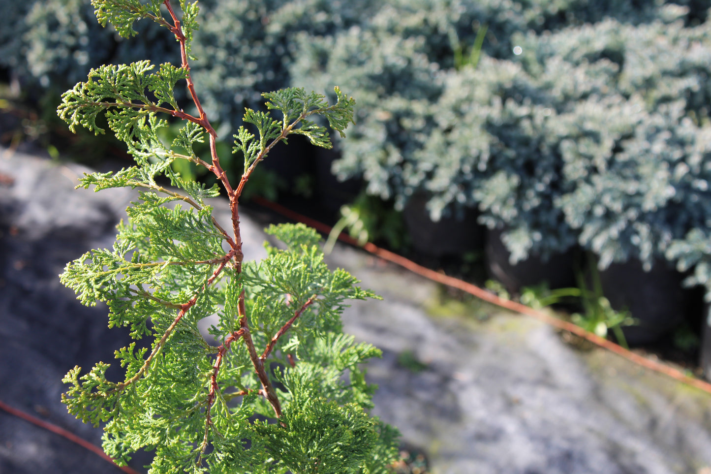 Chamaecyparis obtusa ‘Gracilis’