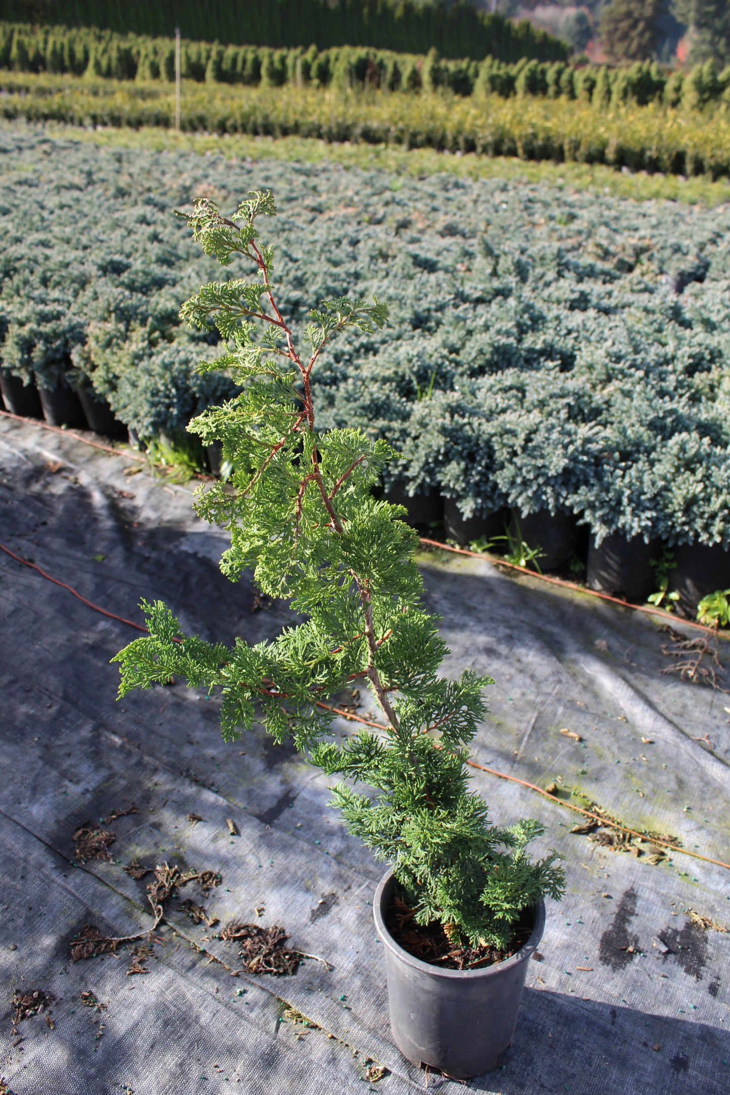 Chamaecyparis obtusa ‘Gracilis’