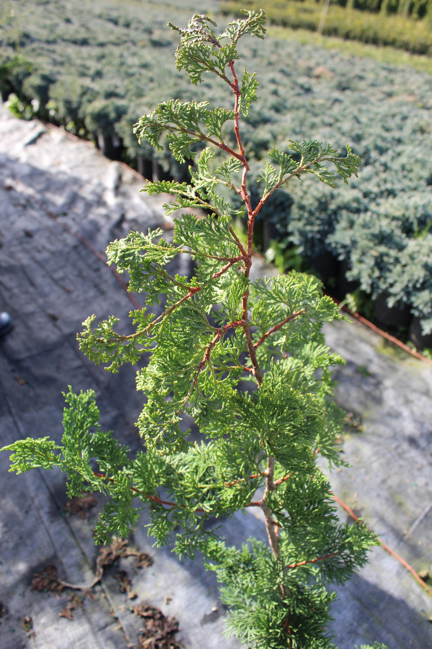 Chamaecyparis obtusa ‘Gracilis’