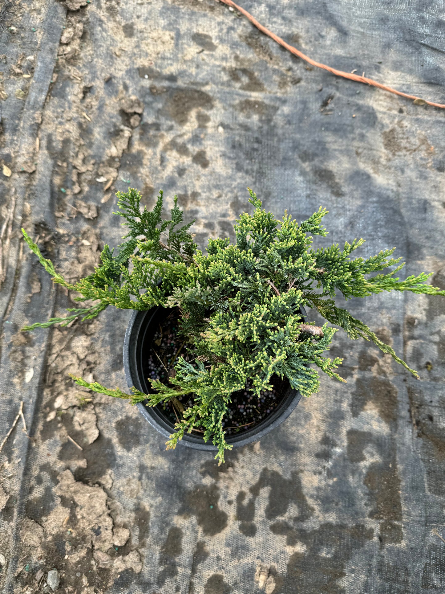 juniper wiltonii