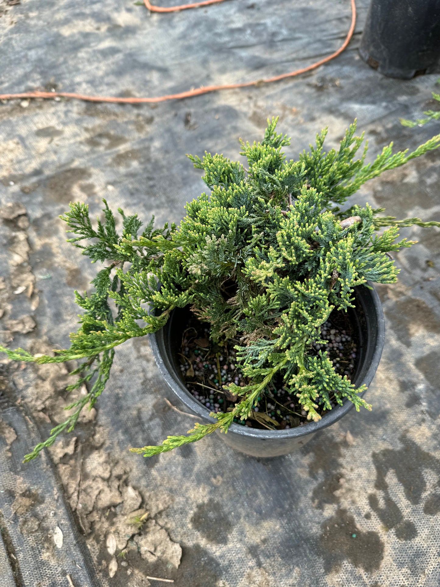 juniper wiltonii