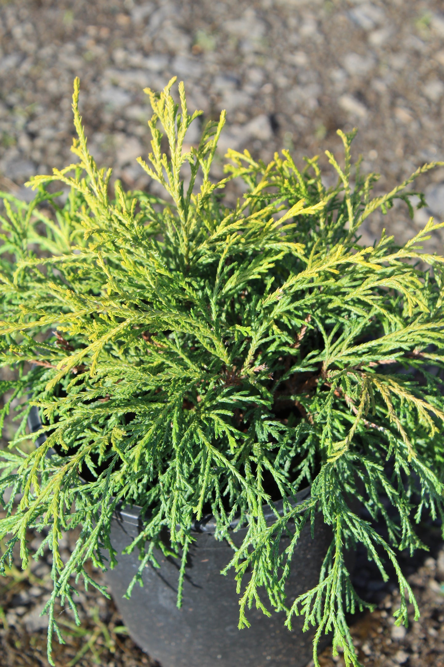 Chamaecyparis ‘Sungold’