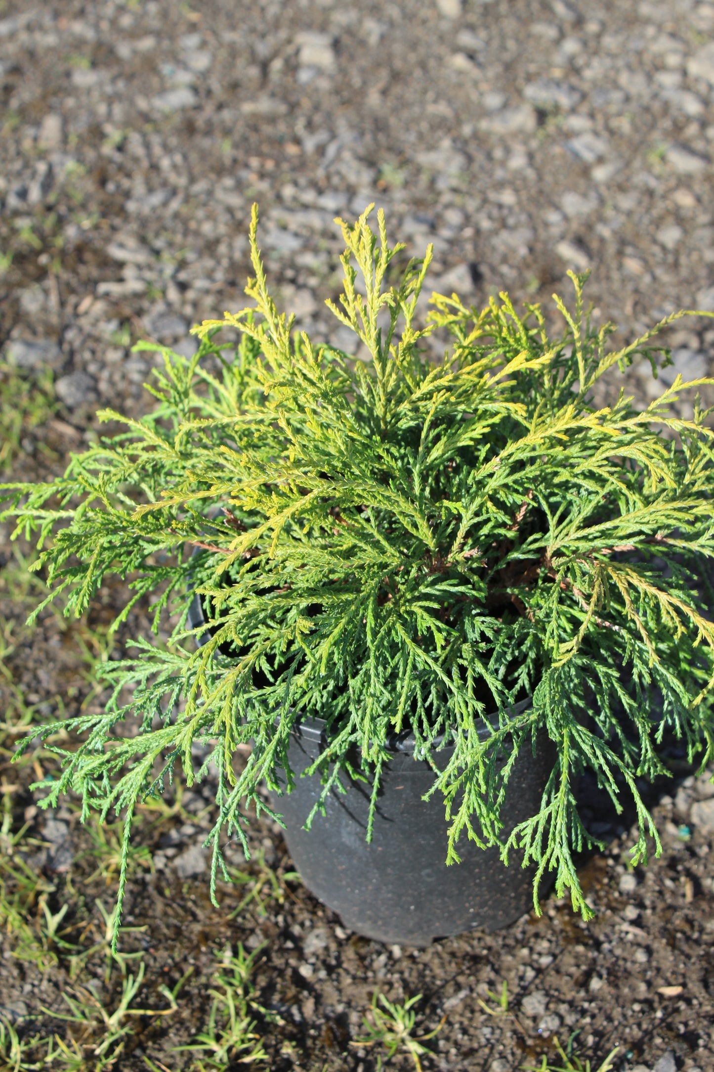 Chamaecyparis ‘Sungold’