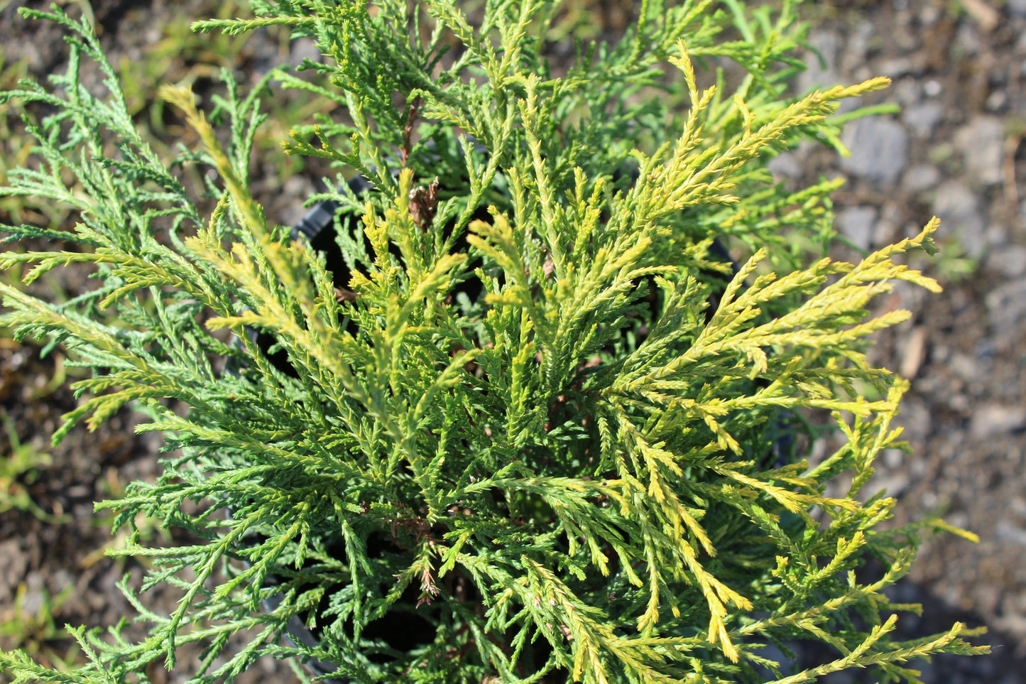 Chamaecyparis ‘Sungold’